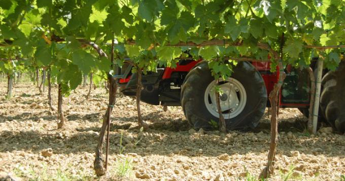 Autorizzazioni per nuovi impianti di viti per uva da vino